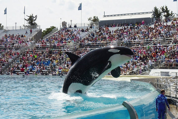 Festive Entertainment on New Year’s Eve at SeaWorld Orlando