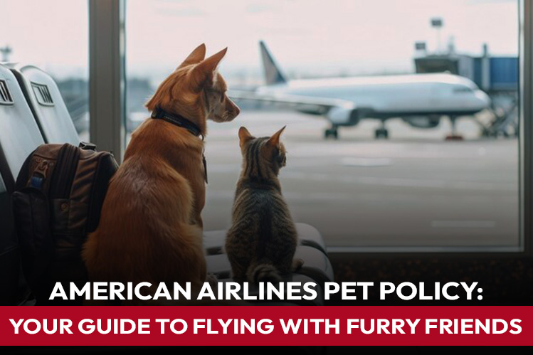 American Airlines Pet Policy