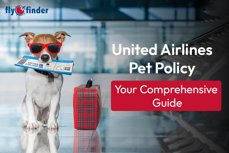 What Is United Airlines Pet Policy?