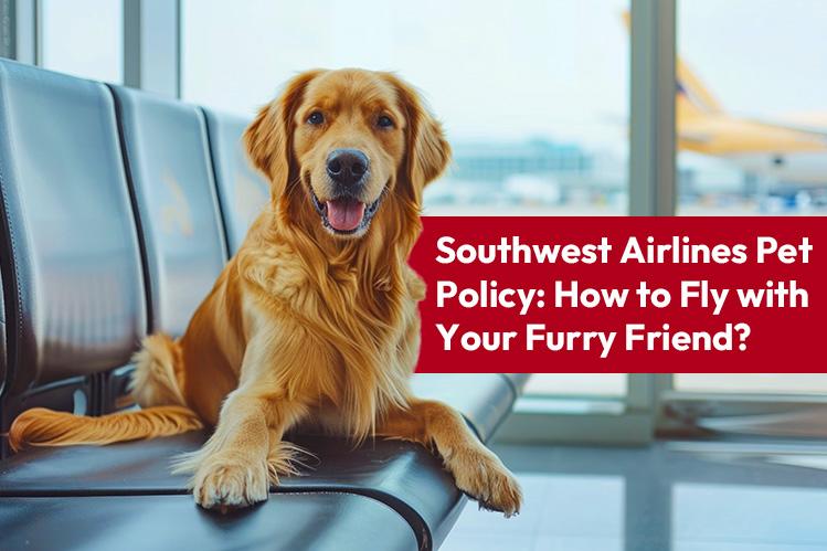 Southwest Airlines Pet Policy: How to Fly with Your Furry Friend? Image